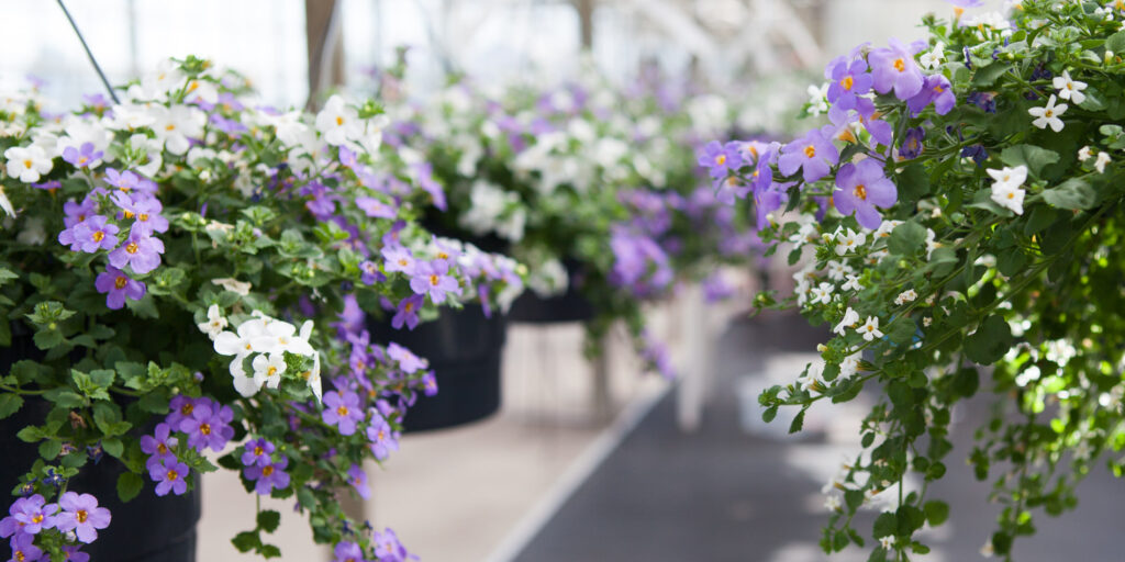 Hanging baskets paars wit